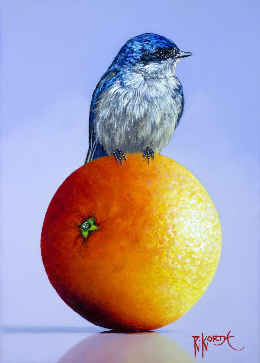 swallow orange(7x5)
